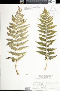 Dryopteris marginalis image