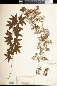 Lygodium palmatum image