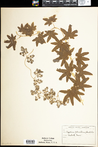 Lygodium palmatum image