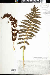 Osmunda cinnamomea image