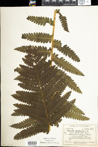 Osmunda claytoniana image