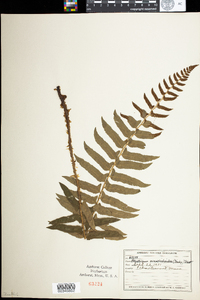 Polystichum acrostichoides image