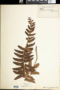 Polystichum acrostichoides image