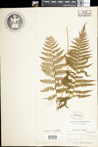 Thelypteris noveboracensis image