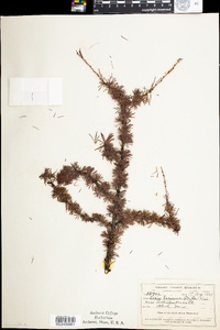 Larix laricina image