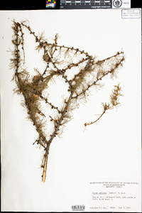 Larix laricina image