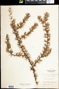 Larix laricina image