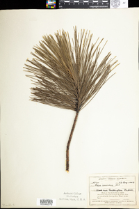 Pinus resinosa image