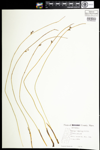 Juncus arcticus var. balticus image