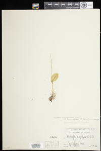 Malaxis monophyllos var. brachypoda image
