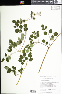 Thalictrum revolutum image