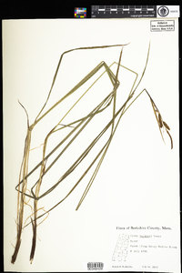 Carex haydenii image