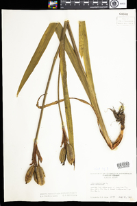 Iris versicolor image