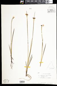 Sisyrinchium montanum image