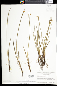 Sisyrinchium montanum var. crebrum image