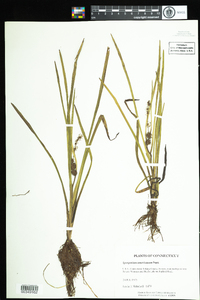 Sparganium americanum image