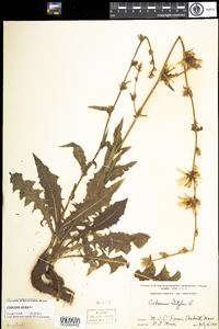 Cichorium intybus image