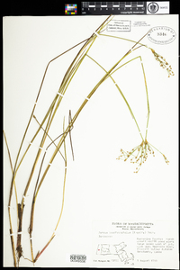 Juncus brachycephalus image