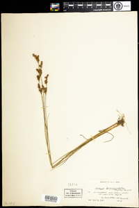 Juncus brevicaudatus image