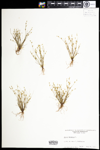 Juncus bufonius image