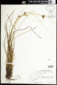 Juncus effusus image