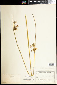 Juncus effusus var. pylaei image