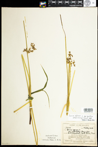 Juncus effusus image