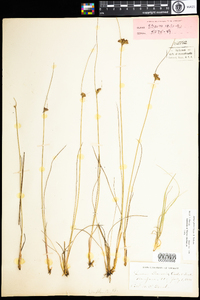 Juncus greenei image