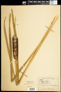 Typha latifolia image