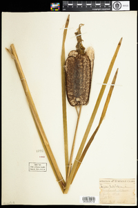 Typha latifolia image