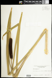 Typha latifolia image