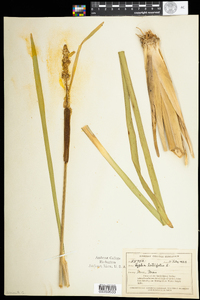 Typha latifolia image