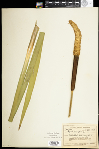 Typha latifolia image