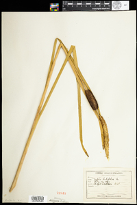 Typha latifolia image