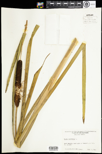 Typha latifolia image