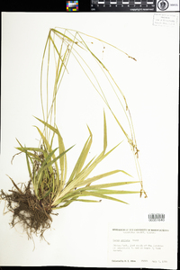 Carex arctata image