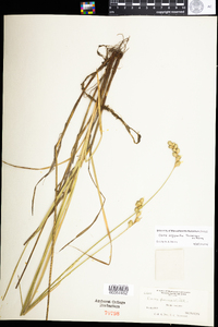 Carex argyrantha image