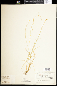 Carex brunnescens image