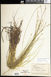 Carex canescens subsp. canescens image