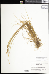 Carex canescens subsp. canescens image