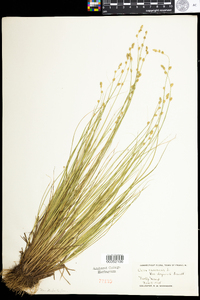 Carex canescens image