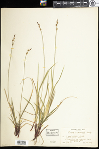 Carex communis image