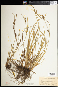 Carex conoidea image