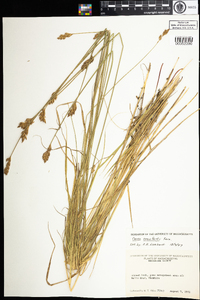 Carex crawfordii image