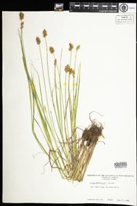 Carex crawfordii image