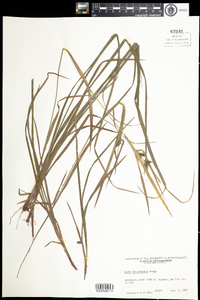 Carex intumescens image