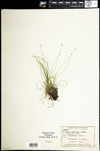 Carex leptalea image