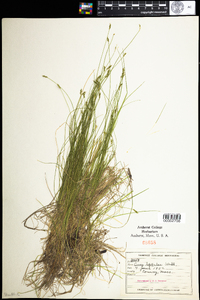 Carex leptalea image