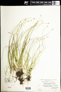 Carex leptalea image