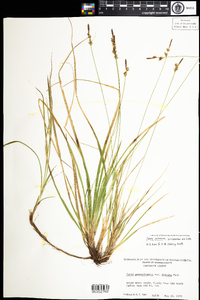 Carex lucorum image